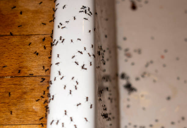 Best Pest Control Near Me in Kearney, MO