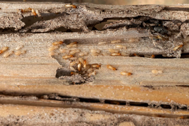 Kearney, MO Pest Control Company